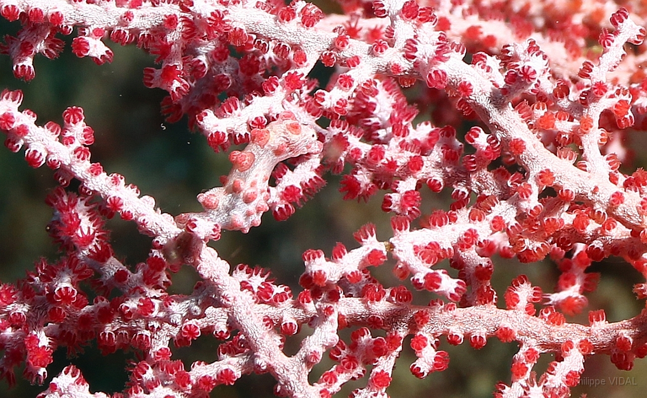 Raja Ampat 2016 - Hippocampus bargibanti - Pygmy seahorse - Hippocampe Pygmee - IMG_5687_rc.jpg